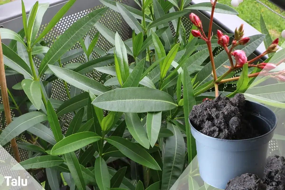 Oleander umtopfen: Ein Oleander mit grünen Blättern und roten Knospen steht bereit für frische Erde in einem grauen Topf.