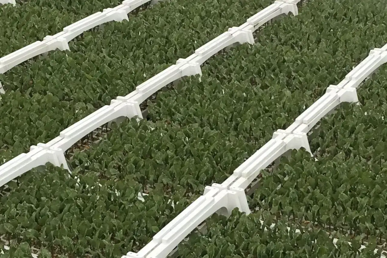 Rzędy młodych roślin, prawdopodobnie buraków, w szklarni. Białe, plastikowe elementy systemu verimark dzielą plantację na sekcje.