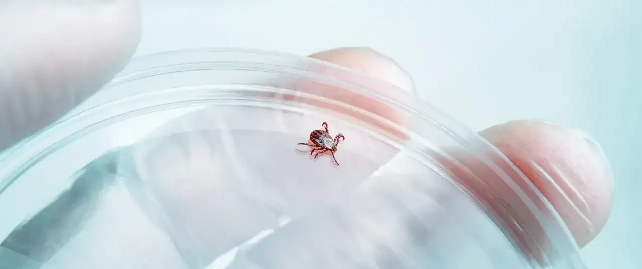 Kleszcz w szalce Petriego, potencjalne źródło neuroboreliozy. Rękawiczka ochronna sugeruje badanie laboratoryjne.
