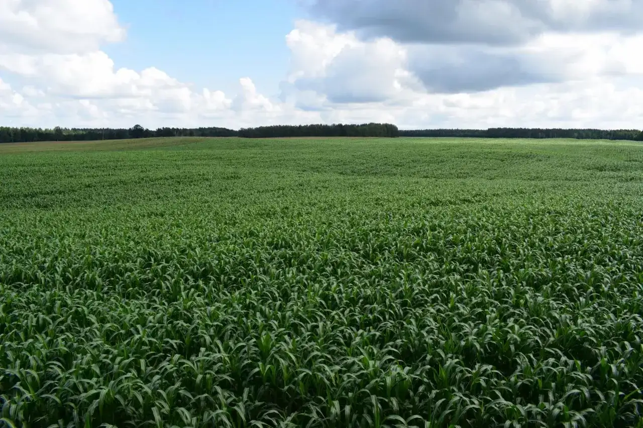 Rozległe pole zielonego **sorgo cukrowe** pod błękitnym niebem z chmurami.