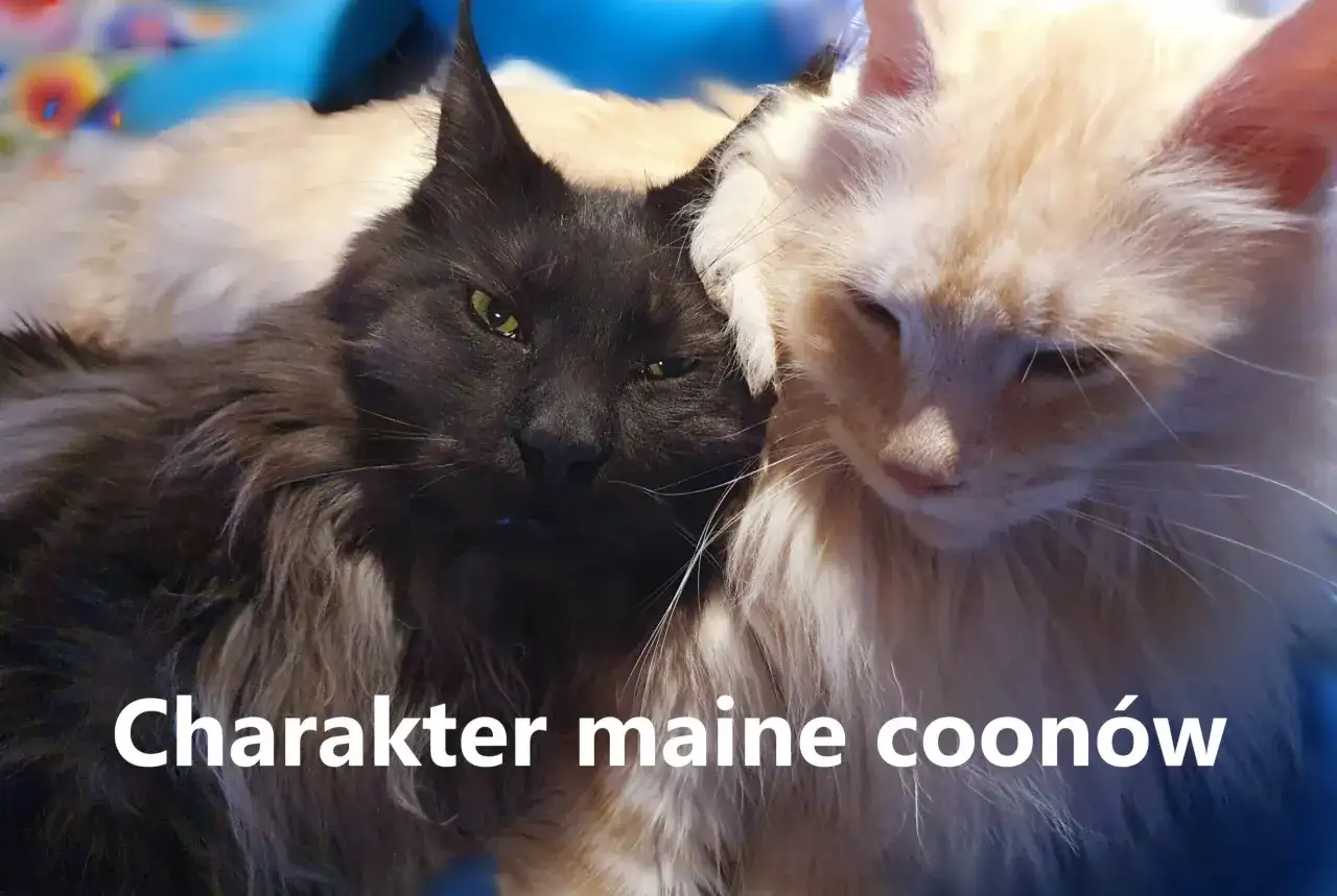 Dwa koty rasy maine coon, czarny i kremowy, przytulają się. Ich puszyste futro i łagodne spojrzenia podkreślają przyjazny **maine coon charakter**.