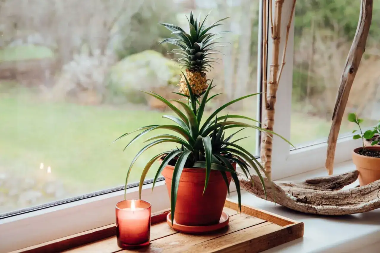 Ananas w doniczce na parapecie, obok świecy i ozdobnych gałęzi. Roślina z małym owocem wygląda egzotycznie.
