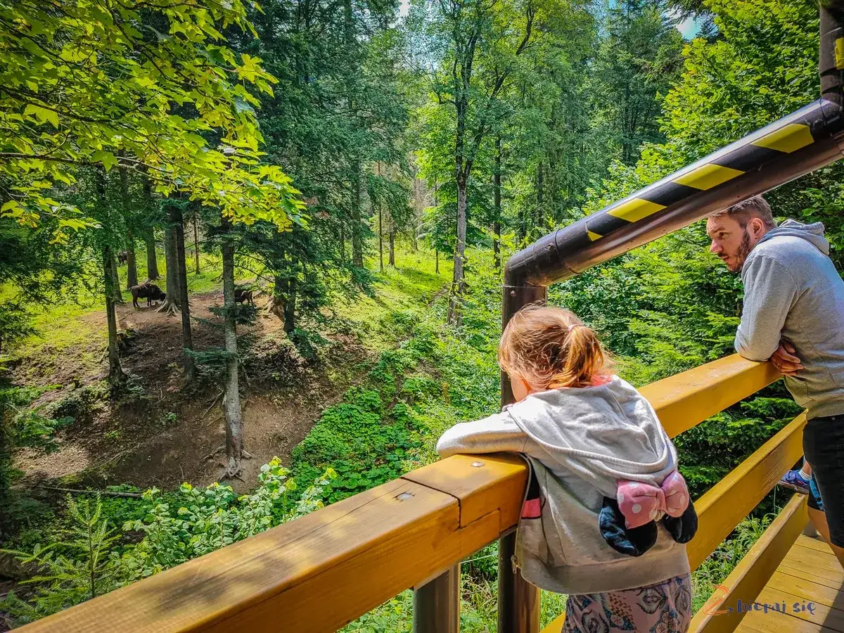 Rodzina obserwuje żubry w lesie, wspaniały park rozrywki dla dzieci podkarpackie.