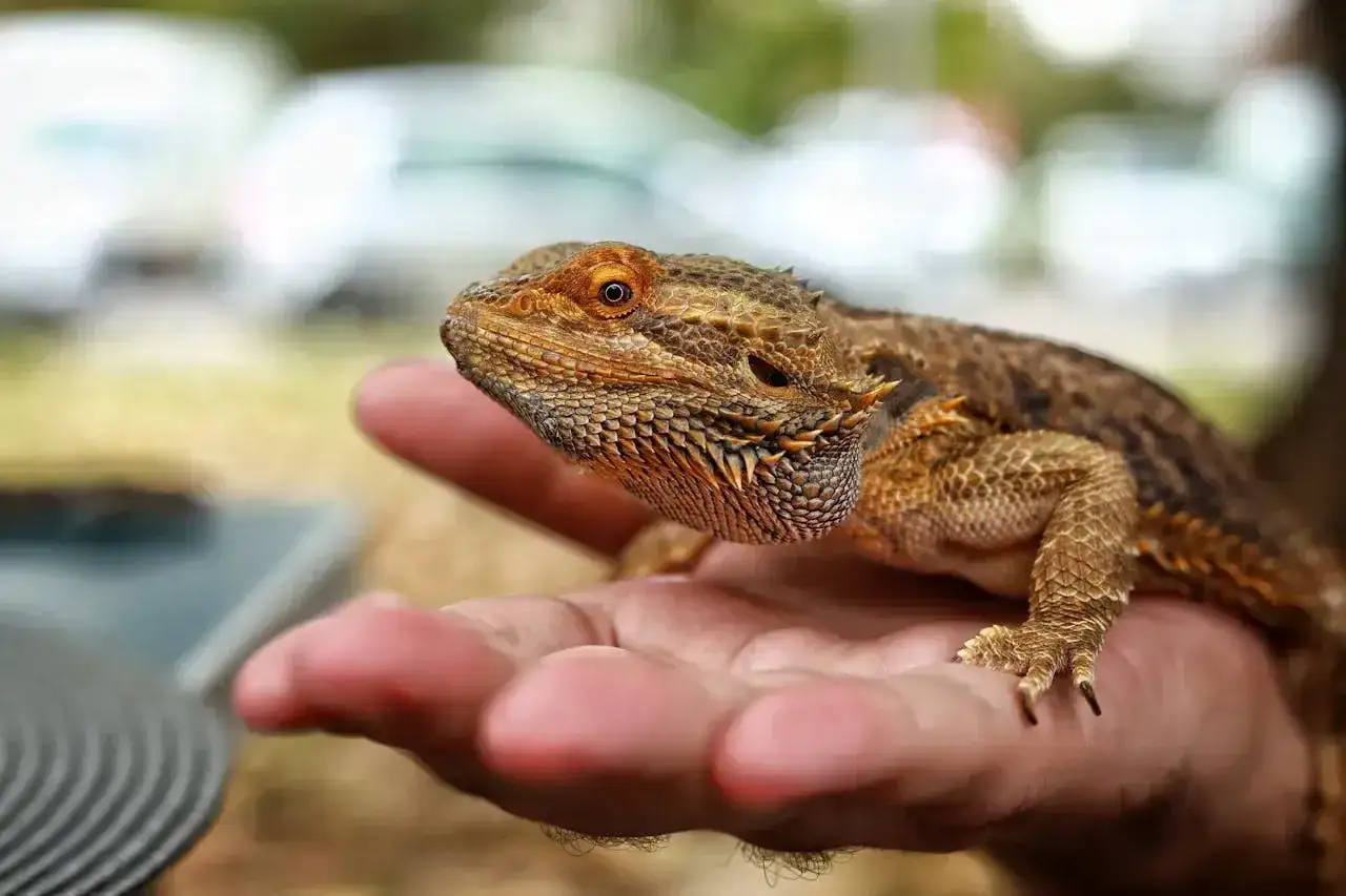 Agama brodata na dłoni. Zastanawiasz się nad jej zakupem? Sprawdź, jaka jest aktualna agama brodata cena.