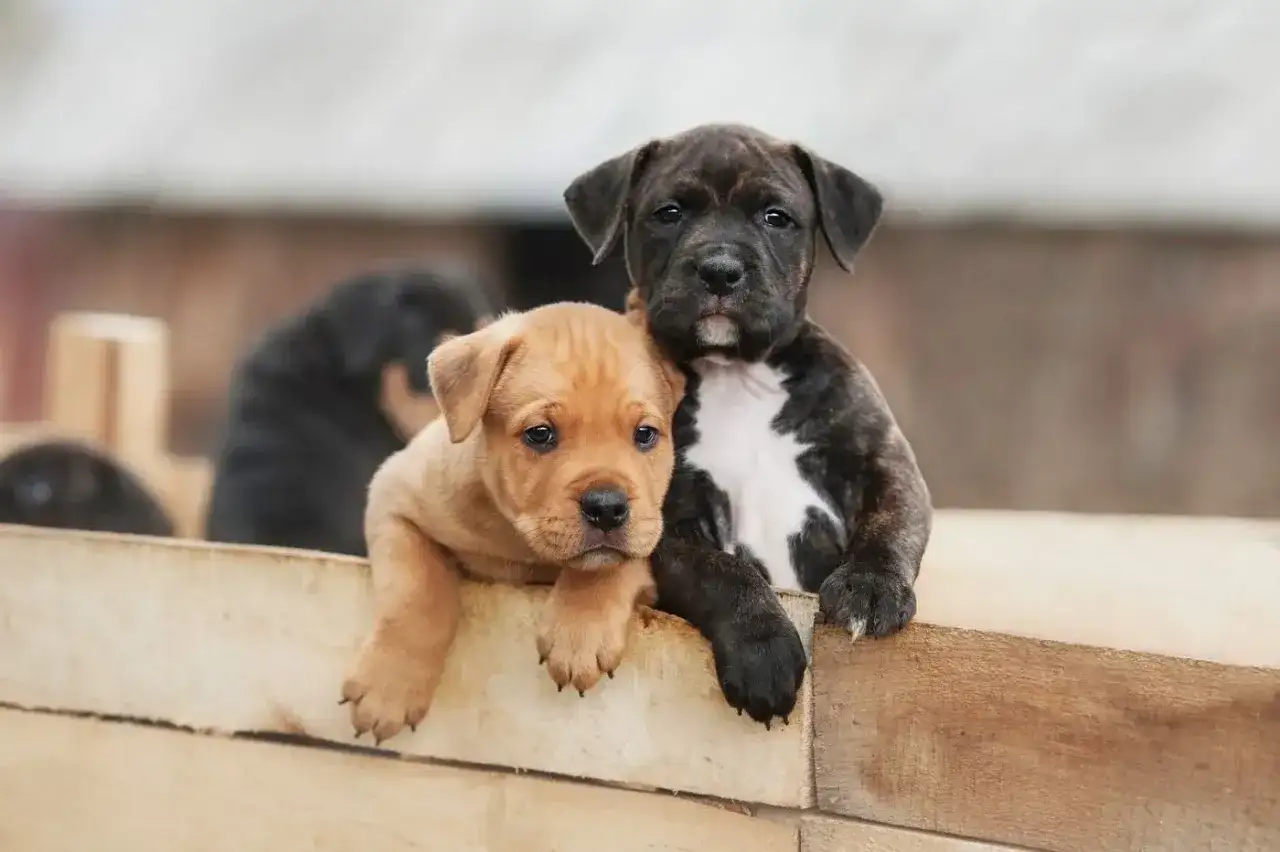 Dwa szczenięta amstaff, jedno rude, drugie pręgowane, wyglądają zza drewnianego płotka. Cena amstaff może być różna.