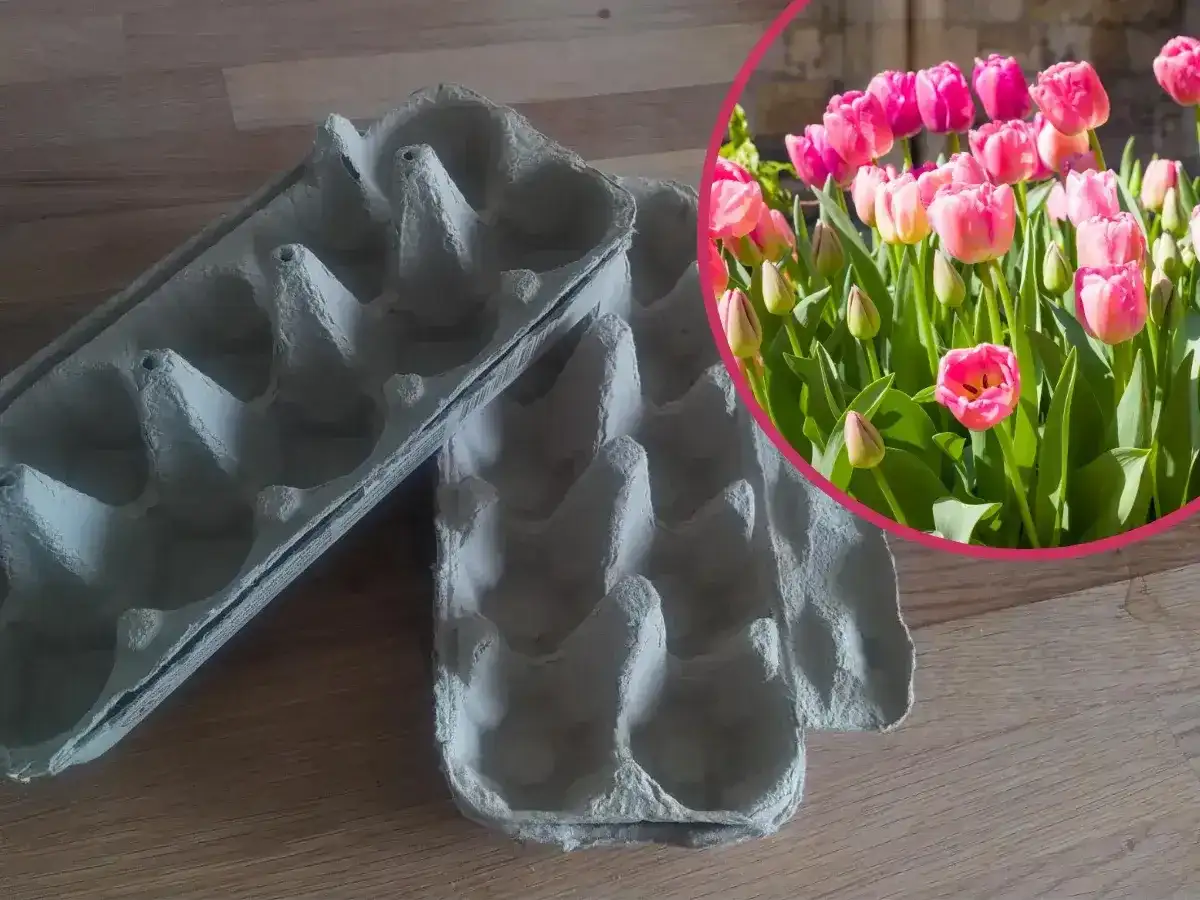Puste wytłoczki po jajkach i bujne, różowe tulipany. Wskazówka, jak głęboko sadzić tulipany, by cieszyć się wiosennym kwitnieniem.