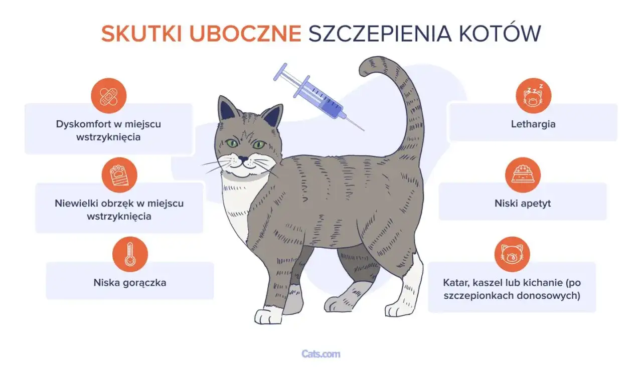 Ilustracja przedstawia kota po szczepieniu, z ikonami opisującymi skutki uboczne: dyskomfort, obrzęk, gorączka, apatia, brak apetytu, katar.