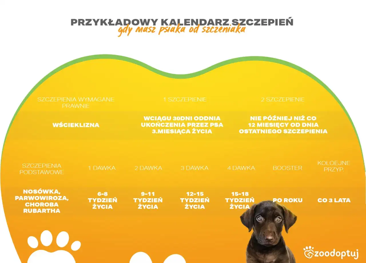 Kalendarz szczepień szczeniaka: podstawowe, wścieklizna, nosówka, parwowiroza. Terminy dawek i przypomnień.