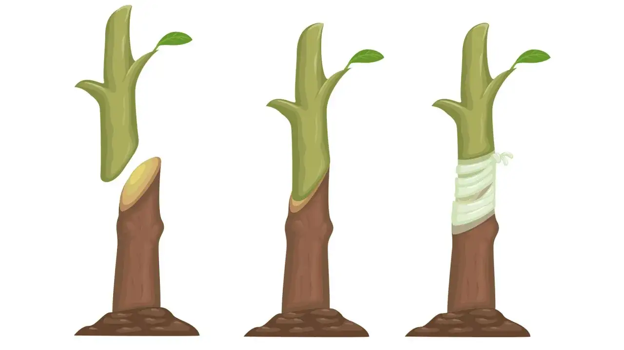 Ilustracja pokazuje etapy szczepienia drzew na pniu: przygotowanie zrazu, połączenie z podkładką i zabezpieczenie bandażem.