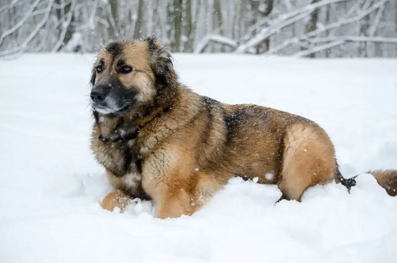 Duży, kudłaty pies rasy leonberger leży w śniegu. Zastanawiasz się nad leonberger cena?