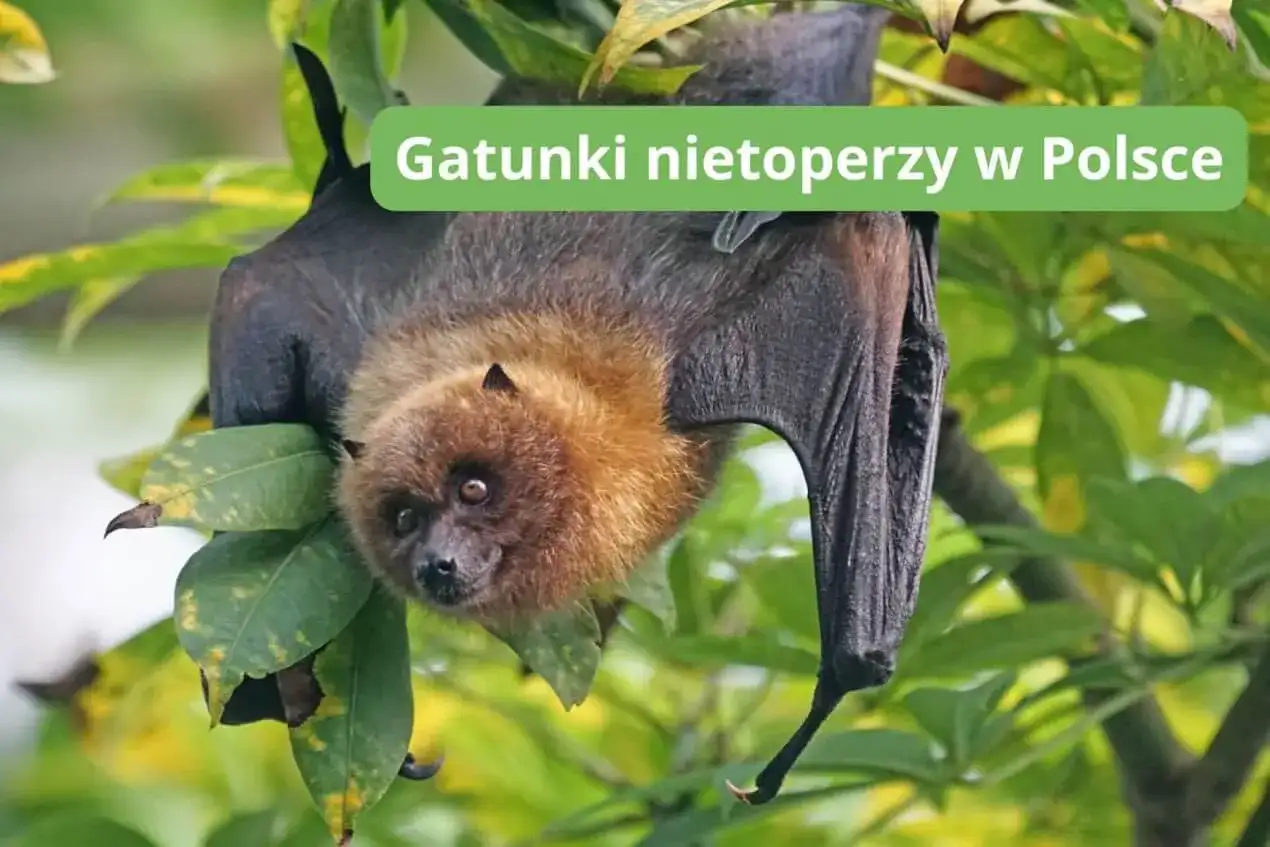 Nietoperze w Polsce to fascynujące stworzenia. Ten owocowy nietoperz wisi na drzewie, otoczony zielonymi liśćmi.