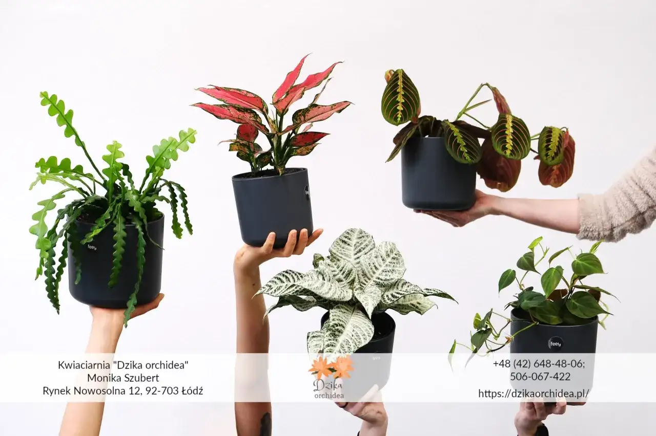 Pięć doniczek z różnymi odmianami roślin: zielony kaktus, aglaonema, maranta, calathea i filodendron.