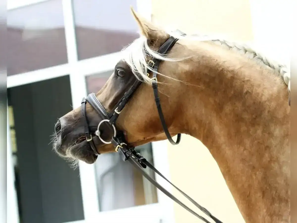 Piękny palomino koń w eleganckim rzędzie, z warkoczem na grzywie, gotowy do jazdy.