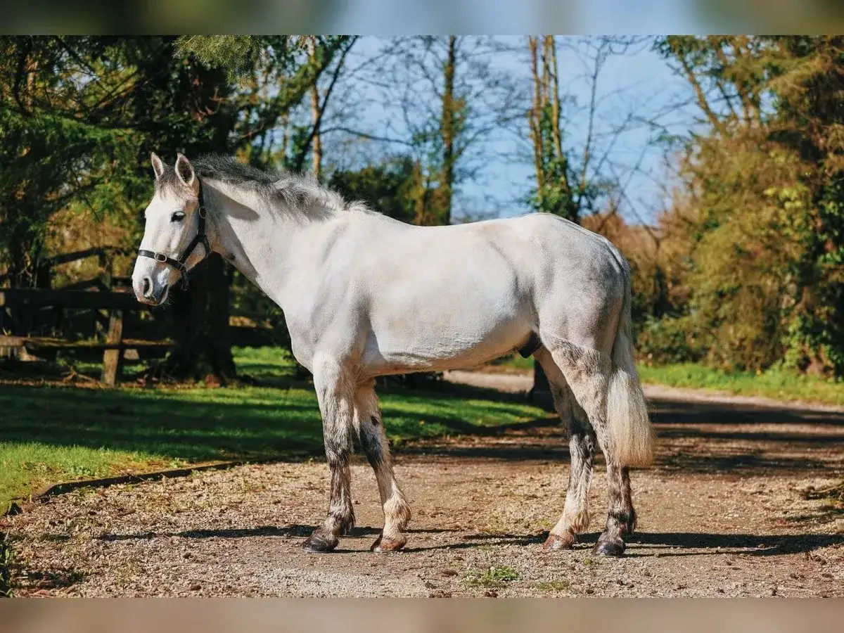 Biały koń rasy connemara stoi na żwirowej ścieżce, otoczony drzewami i zielenią.