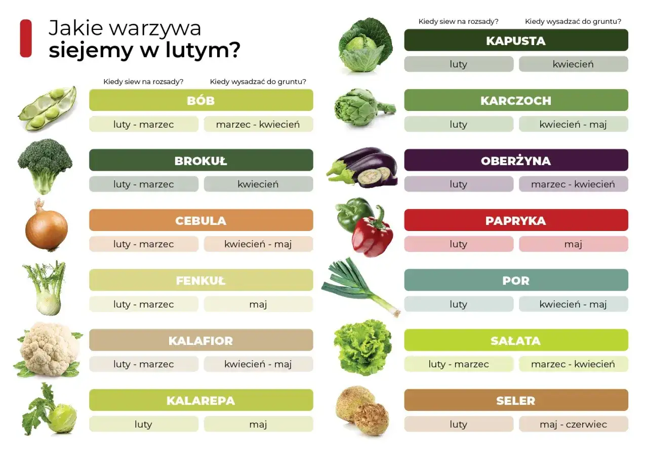Tabela podpowiada, co siać w lutym na rozsady i do gruntu: bób, brokuł, cebulę, kapustę, karczoch, oberżynę, paprykę, por, sałatę, seler.