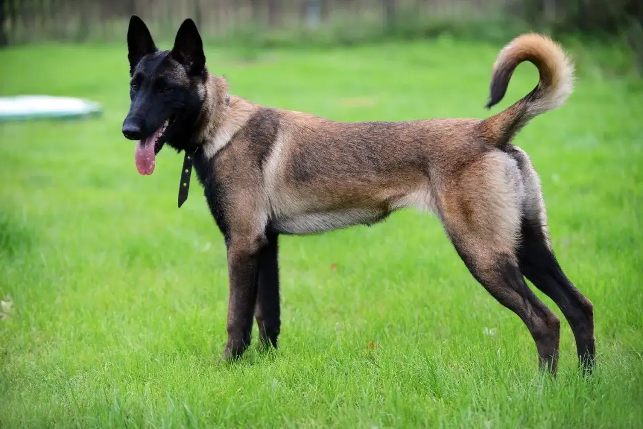 Owczarek belgijski malinois, pies policyjny rasy, gotowy do akcji na zielonej trawie.