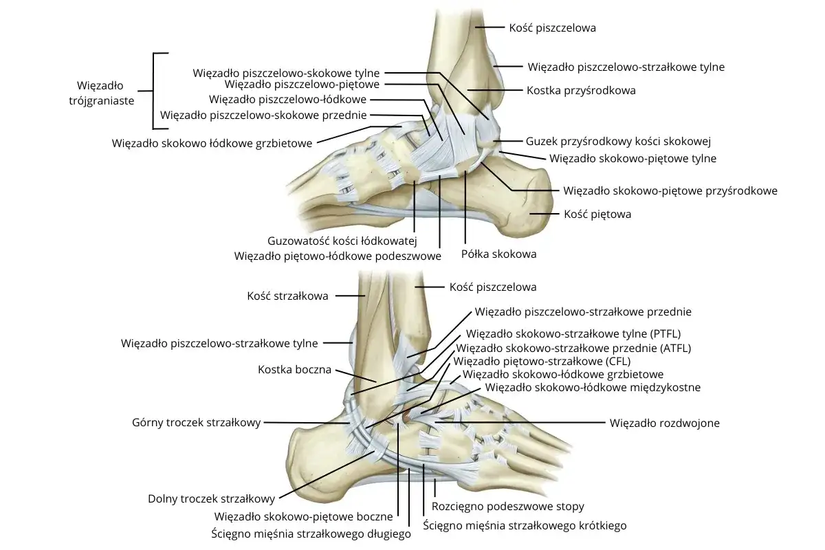 Anatomia więzadeł stawu skokowego z zaznaczonymi strukturami kostnymi i więzadłowymi.