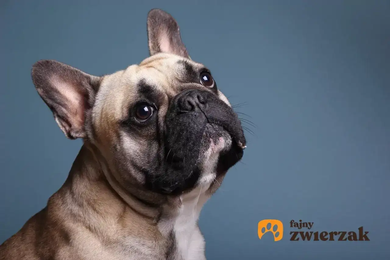 Uroczy buldog francuski, którego waga jest idealna do przytulania, patrzy z zaciekawieniem.