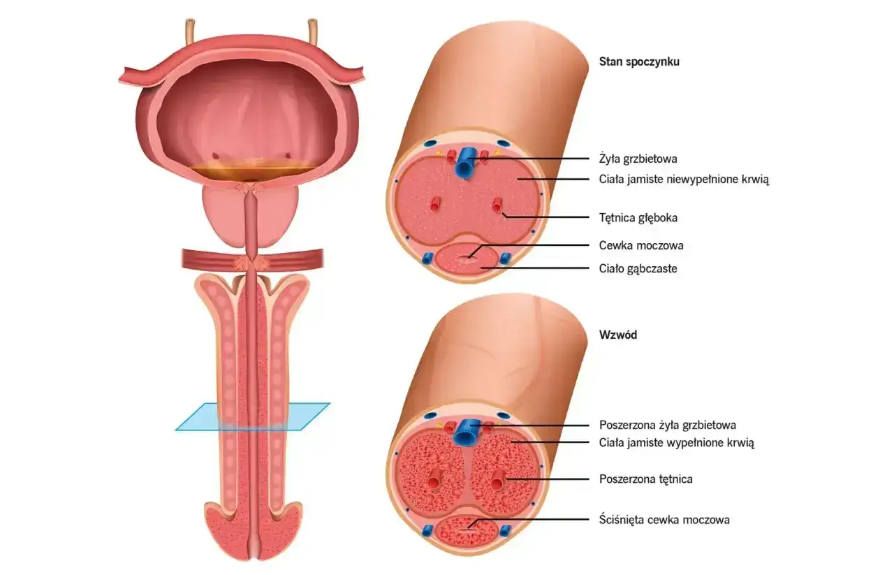 Anatomia prącia konia w stanie spoczynku i podczas wzwodu, z zaznaczonymi ciałami jamistymi, tętnicami i cewką moczową.