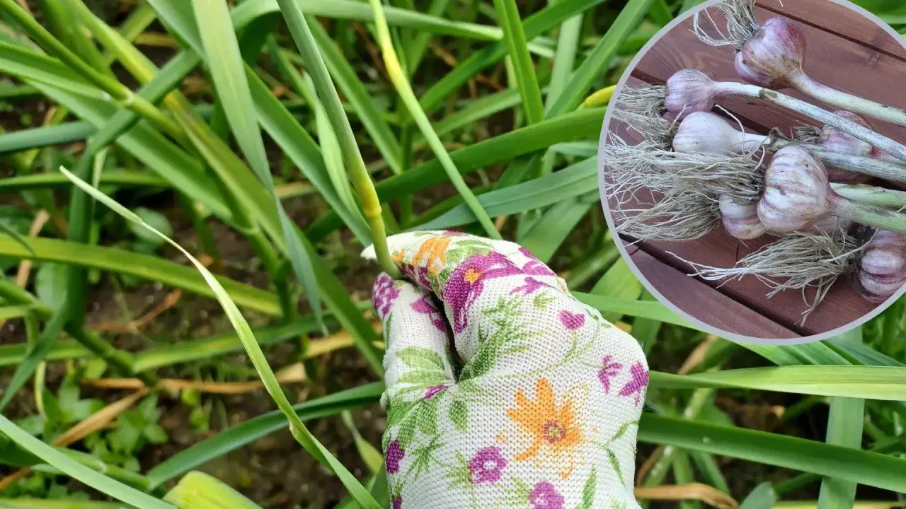 Ręka w rękawiczce zbiera zielone łodygi, a w okręgu widać świeżo wykopany kwiat czosnku z korzeniami.