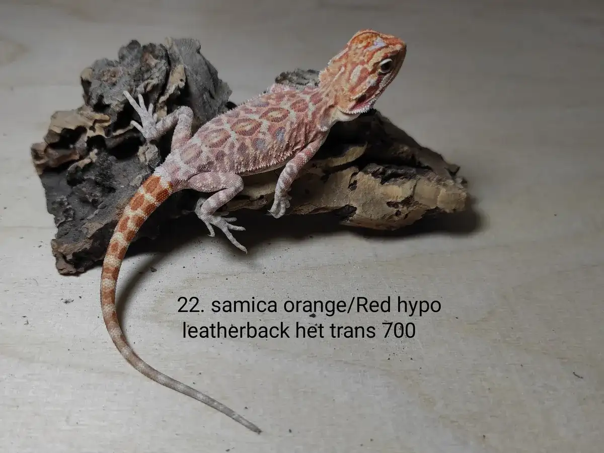 Urocza agama brodata samica orange/red hypo leatherback, cena 700. Idealna do terrarium.