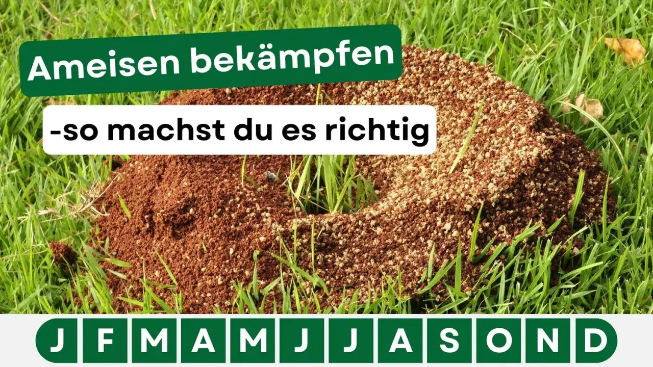 Ameisenhügel im Gras. Text: "Ameisen bekämpfen - so machst du es richtig". Hier gibt es Tipps für hausmittel gegen ameisen.