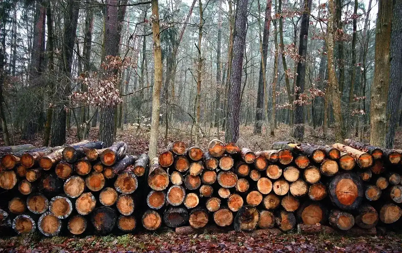 Stos drewna w lesie, gotowy do sezonowania. Drewno, ze względu na swoją higroskopijność, wchłania wilgoć z otoczenia.