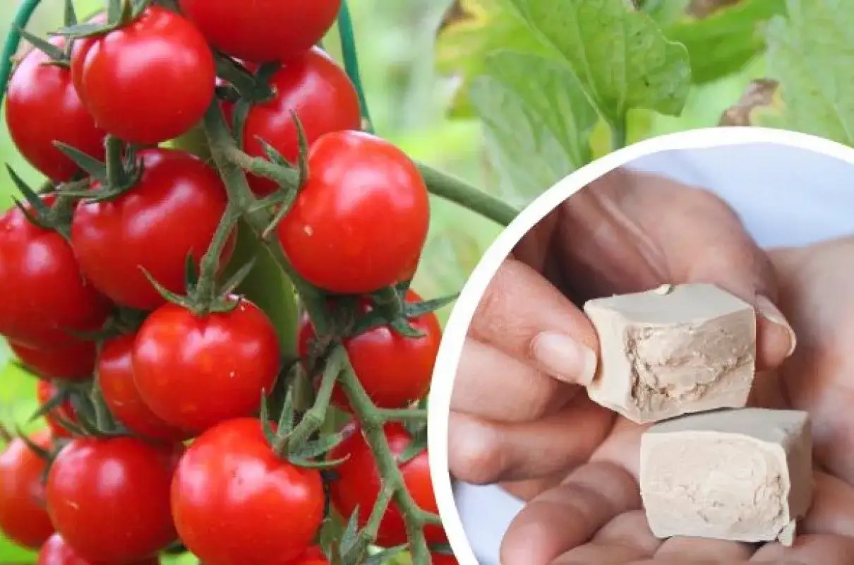Dojrzewające pomidory na krzaku i kostki świeżych drożdży, które posłużą do przygotowania naturalnego oprysku z drożdży na pomidory.