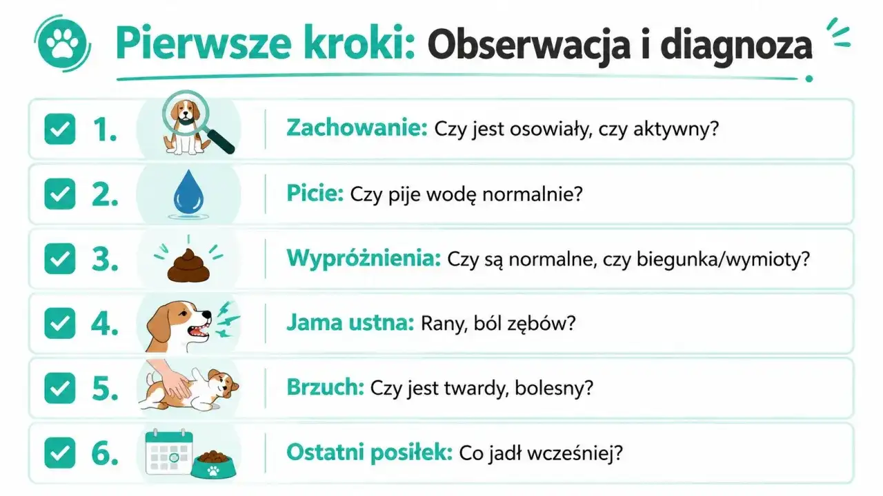Szczeniak nie chce jeść? Sprawdź jego zachowanie, picie, wypróżnienia, jamę ustną, brzuch i ostatni posiłek.