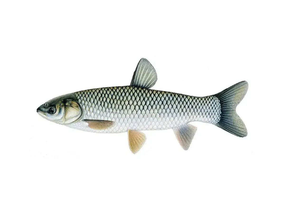 Ilustracja przedstawia rybę o srebrzystych łuskach i charakterystycznym kształcie płetw. To karp azjatycki, gatunek znany z wód wschodniej Azji.