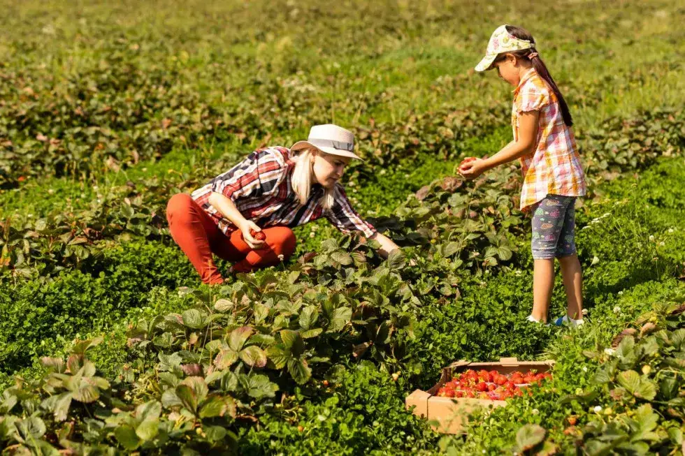 Ile można zarobić na truskawkach w Polsce? Zaskakujące fakty o dochodach