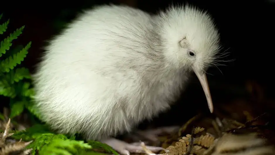 Co warto wiedzieć o kiwi z Nowej Zelandii unikalnym ptaku