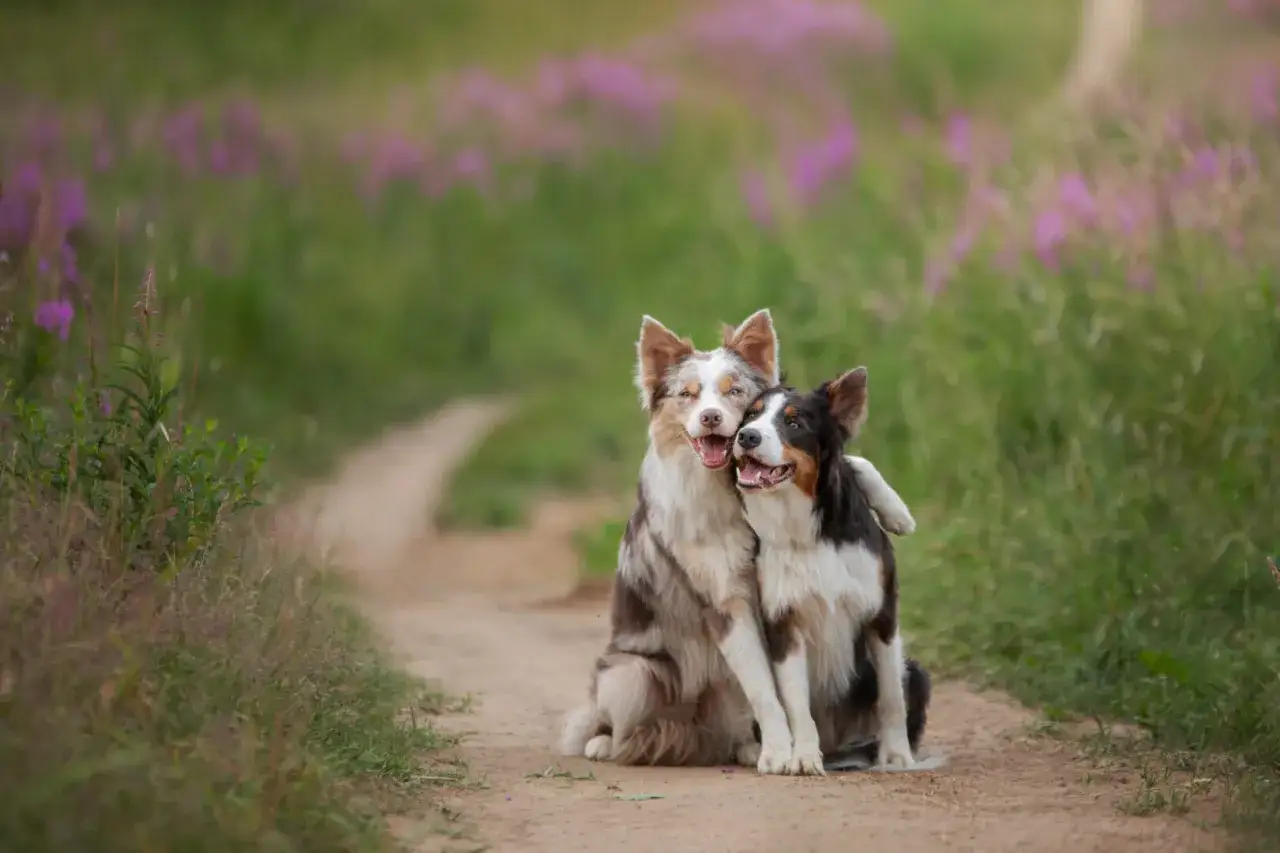 Border collie blue merle - Zdrowie, pielęgnacja i wybór hodowli