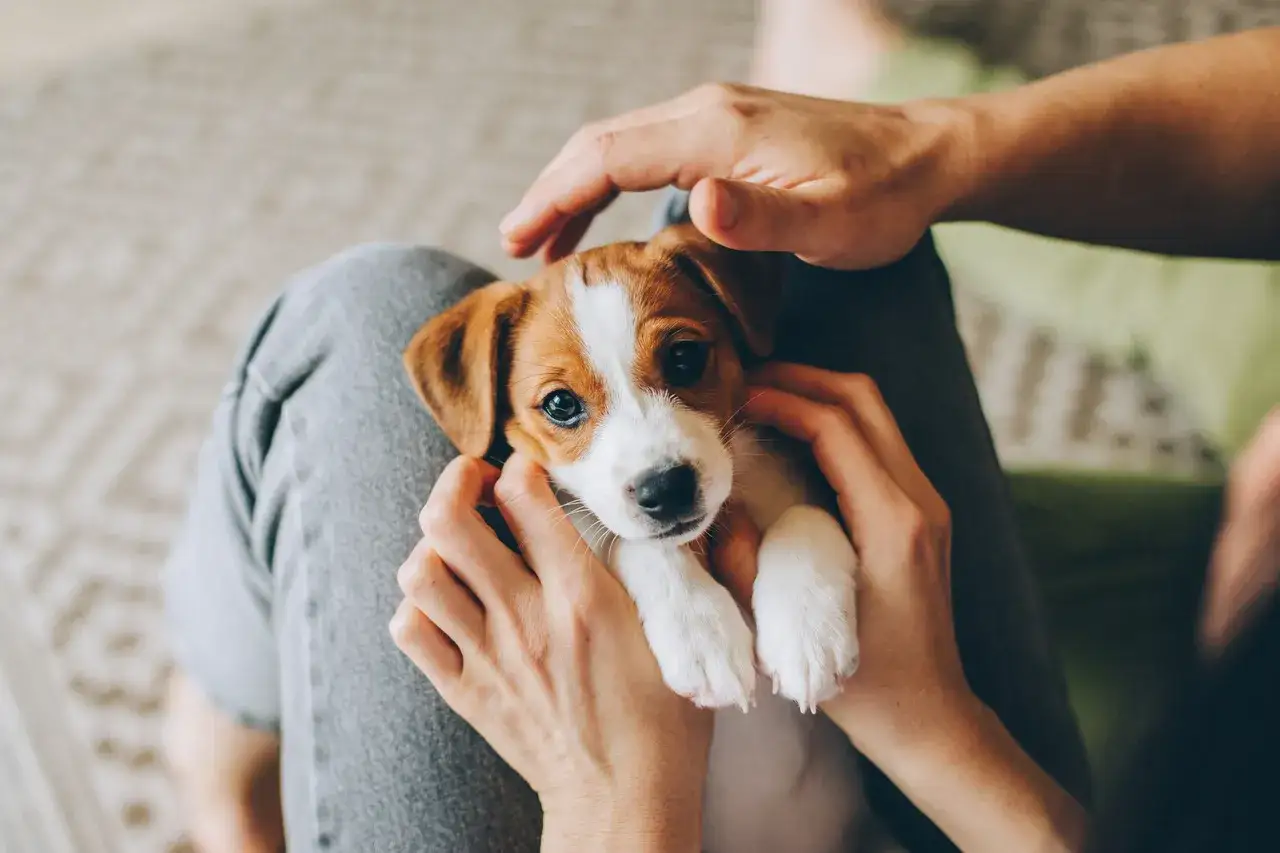 Uroczy szczeniak Jack Russell Terrier w ramionach człowieka, z pewnością niedługo zacznie chodzić.