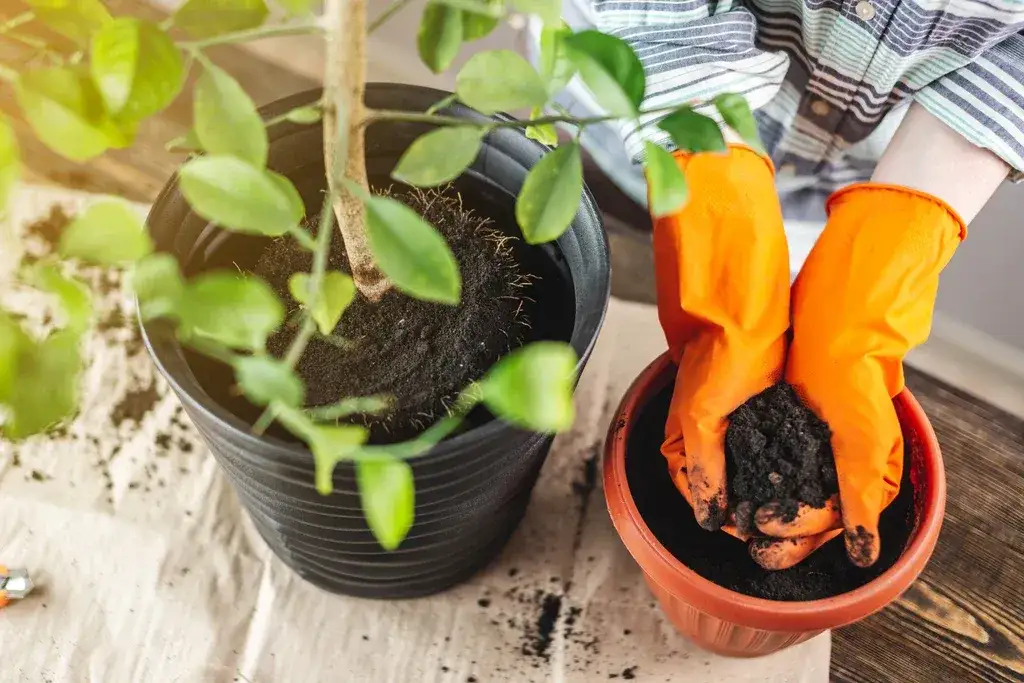 Jak zakwasić glebę naturalnie i poprawić zdrowie roślin w ogrodzie