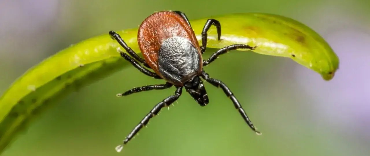 Kiedy jest sezon na kleszcze? Dowiedz się, jak się chronić przed nimi