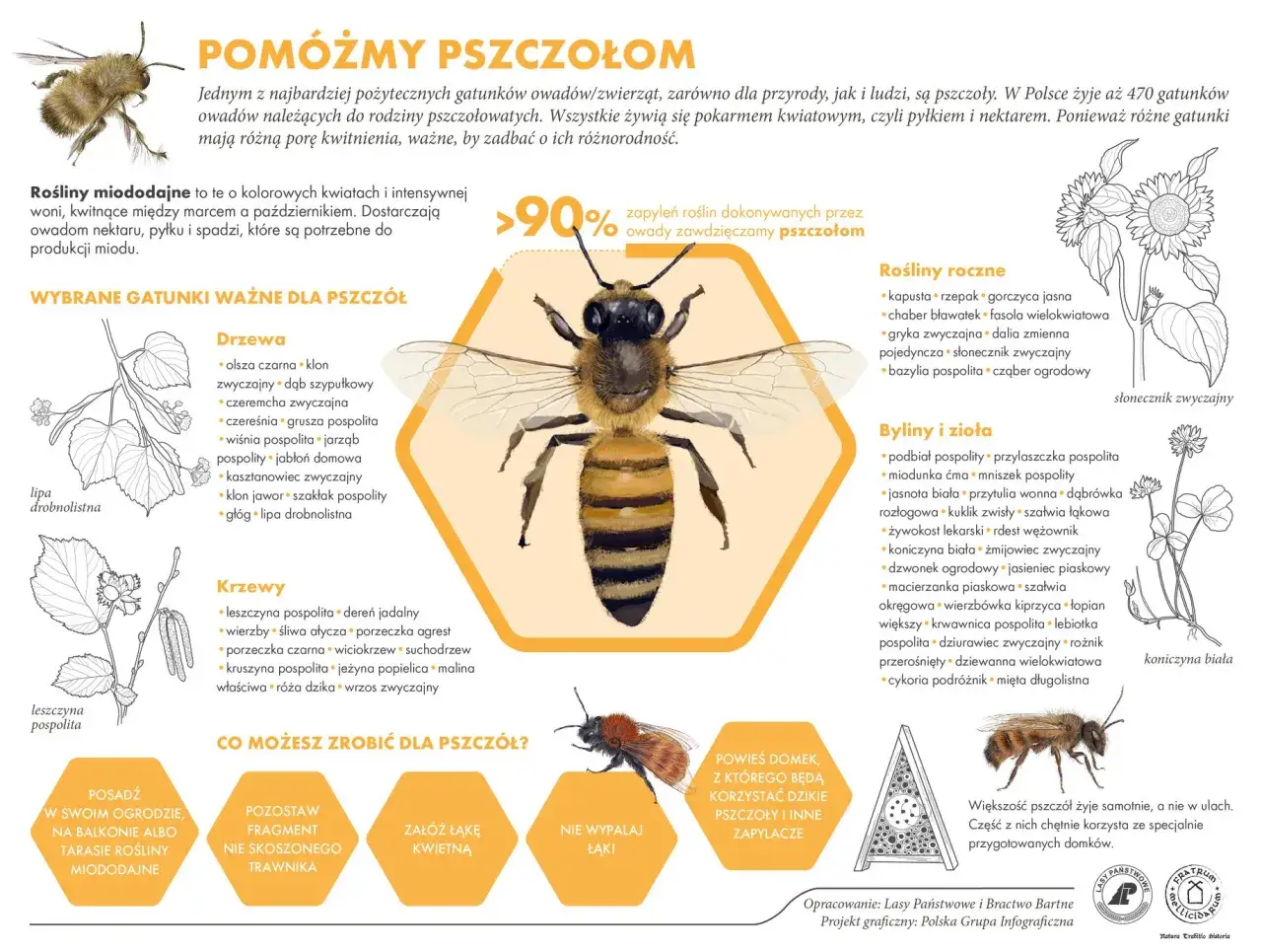 Pszczoła na tle plastra miodu z listą roślin miododajnych.