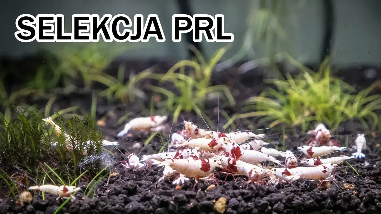 Jak rozmnażają się krewetki w akwarium? Odkryj łatwe metody hodowli