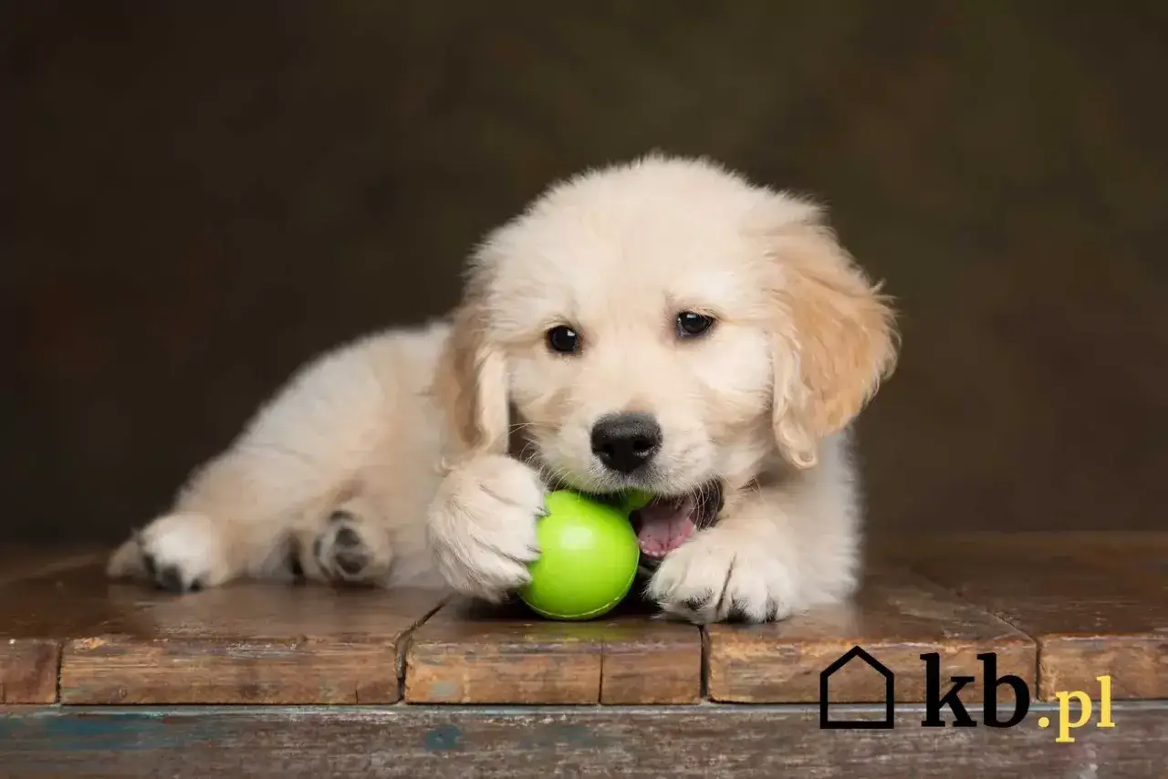 Golden Retriever: Cena szczeniaka i koszty utrzymania. Ile naprawdę kosztuje?