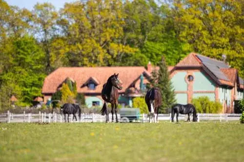 Kadyny stadnina koni - historia, znaczenie i współczesne atrakcje