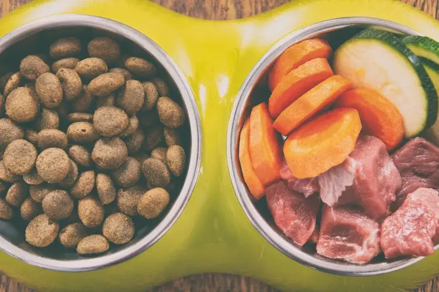 Jak zrobić mokrą karmę dla psa - zdrowe i proste przepisy w domu
