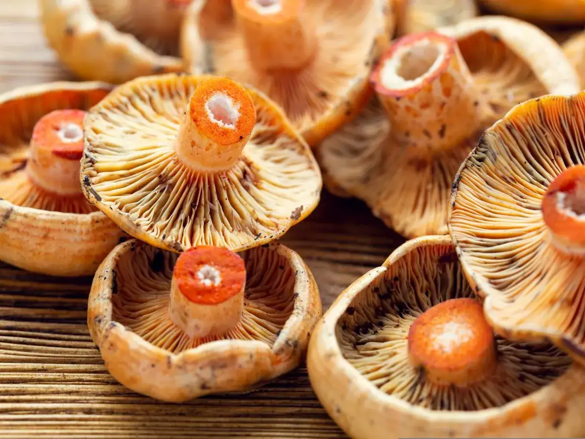 Pomarańczowe rydze na drewnianym tle. Pyszne grzyby, z których można zrobić wiele potraw.