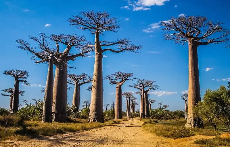 Atrakcje Madagaskar – odkryj niezwykłe miejsca i unikaj rozczarowań