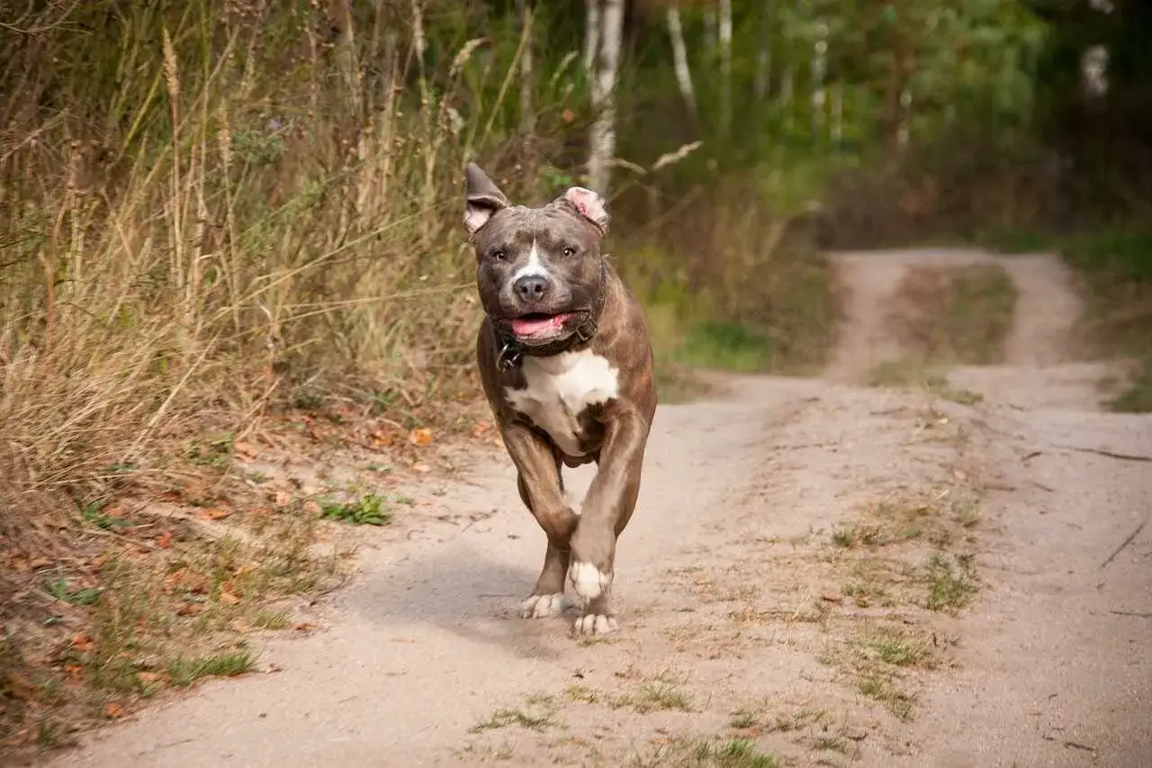 Radosny amstaff pędzi ścieżką, biegnąc przez naturę. Zastanawiasz się, ile lat żyje amstaff? Ten energiczny piesek z pewnością cieszy się życiem!