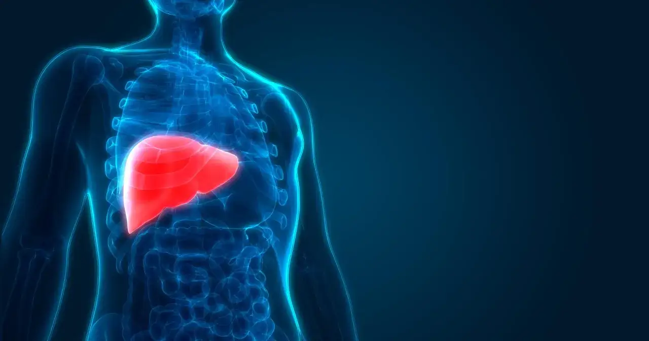 Anatomia człowieka: czerwona wątroba, kluczowa dla metabolizmu i detoksykacji, wpływa na poziom fosfatazy zasadowej.