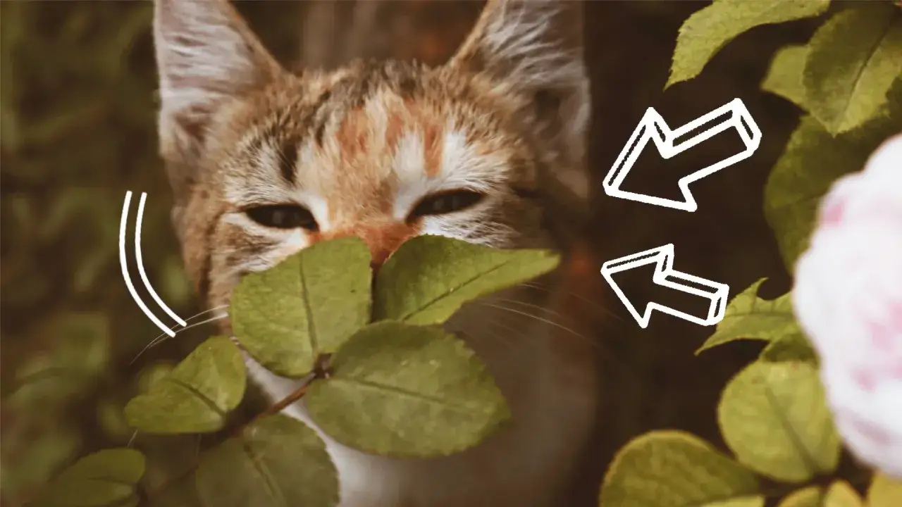 Kot ukryty za liśćmi pietruszki, z białymi strzałkami.