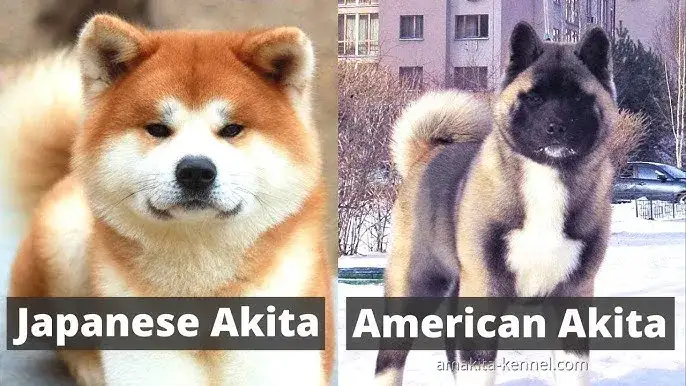 Akita Japońska vs Amerykańska: Kluczowe różnice w wyglądzie