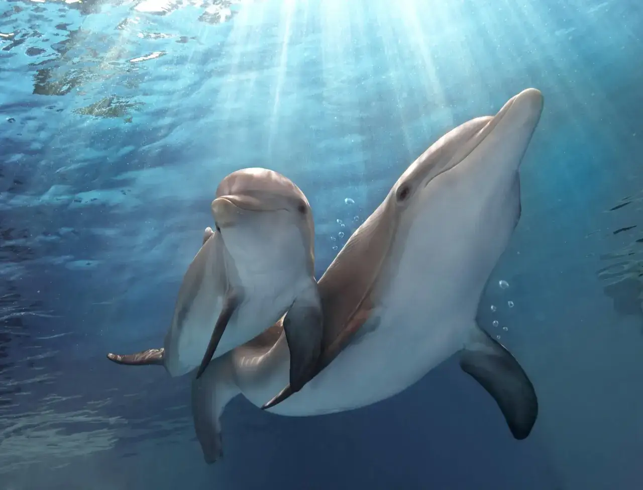 Jak rozmnażają się delfiny? Odkryj tajemnice ich życia intymnego