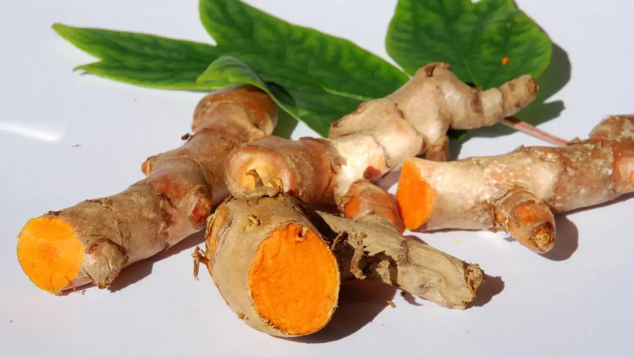 Frische Kurkumawurzeln mit leuchtend orangefarbenem Inneren. Man kann Kurkuma roh essen, um von ihren gesunden Inhaltsstoffen zu profitieren.