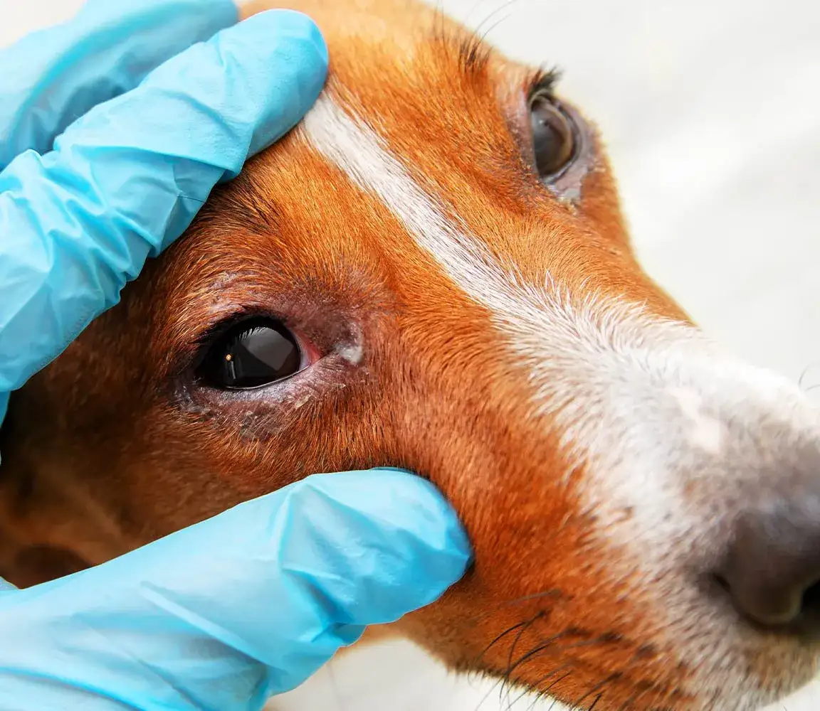 Alergia u psa: Objawy, karma, leczenie i domowe sposoby